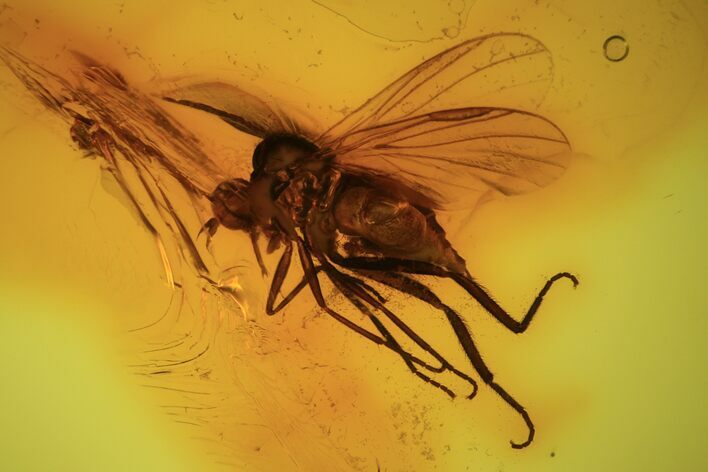 Detailed Fossil Fly (Diptera) In Baltic Amber #105467
